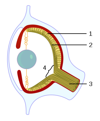 Illustration for article titled This amazing optical illusion video will make a man's head disappear